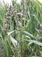 Salvia pratensis