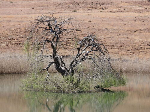 iNaturalist image