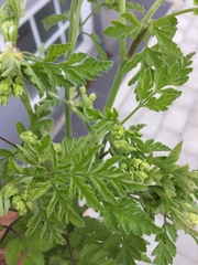 Chaerophyllum temulum