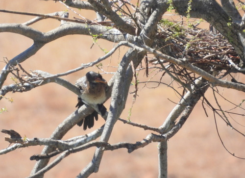 iNaturalist image