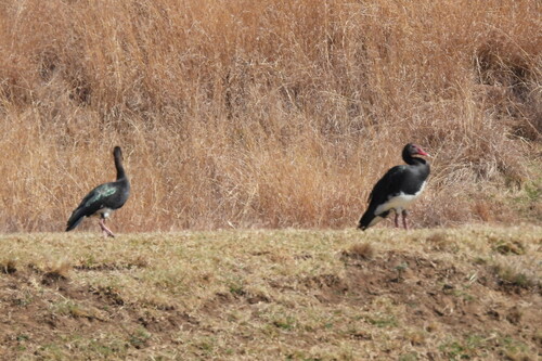 iNaturalist image