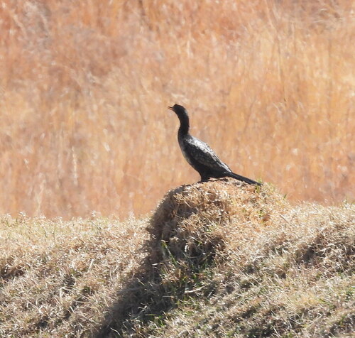 iNaturalist image