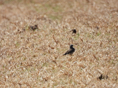 iNaturalist image