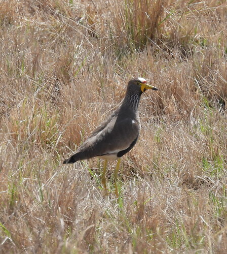 iNaturalist image