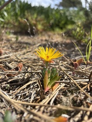 Lampranthus reptans