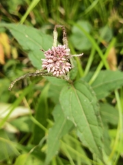 Eupatorium shimadae