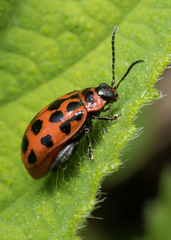 Alagoasa trifasciata