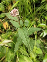 Eupatorium shimadae