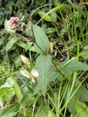 Eupatorium shimadae