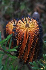 Banksia neoanglica