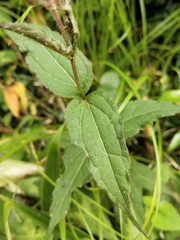 Eupatorium shimadae