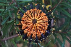 Banksia neoanglica