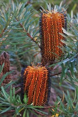 Banksia neoanglica