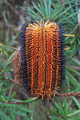 Banksia neoanglica