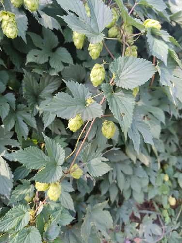 common hops