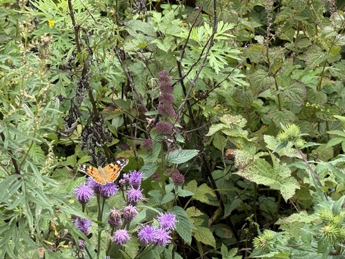 Painted Lady