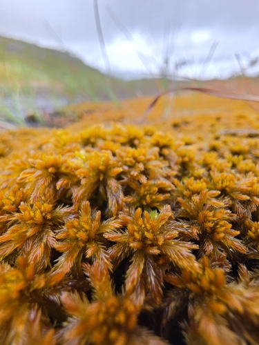 Sphagnum majus observed 2026-08-30