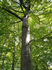Fagus sylvatica