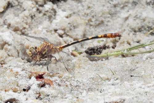 Tawny Sanddragon photo 3