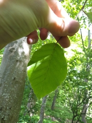 Fagus sylvatica