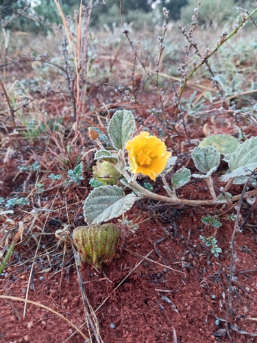 Hemp Mallow