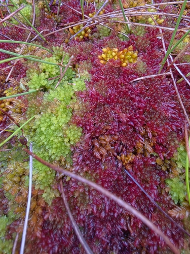 Sphagnum molle observed 2026-08-29