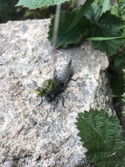 Gomphus