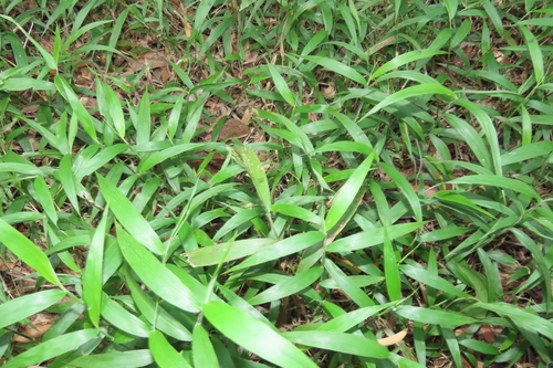 Cyrtococcum oxyphyllum observed 2026-08-25