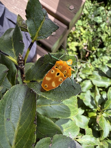 ocellated shield bug