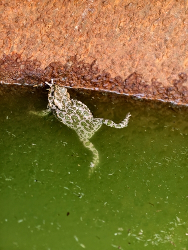 Green Toad