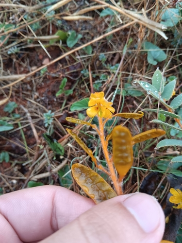 Cockroach Bush