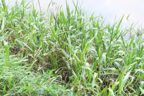 Hymenachne amplexicaulis observed 2026-08-25