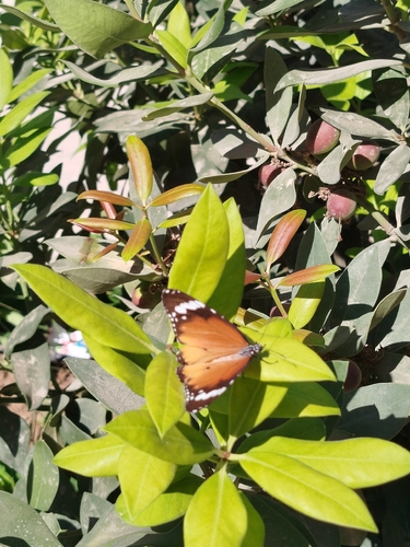 Plain Tiger Butterfly