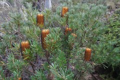 Banksia neoanglica