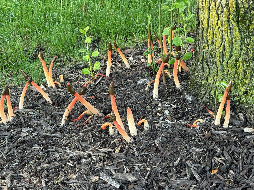 Wrinkly Stinkhorn · September 2026 · photo: Photo: (c) Steve VanderLeest, some rights reserved (CC BY) · iNaturalist