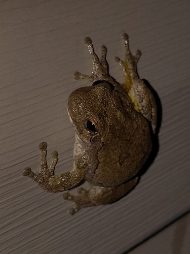 Gray Treefrog Species Complex