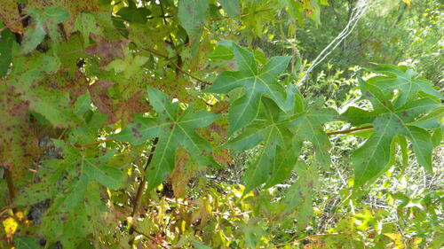 American sweetgum