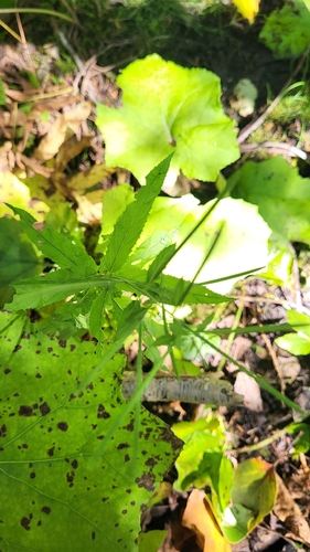 cinnamon willowherb