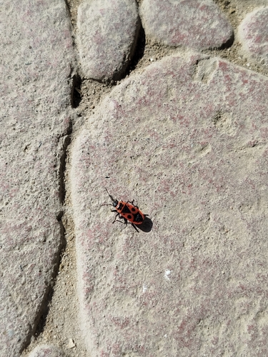 European Firebug
