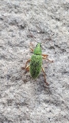 Polydrusus formosus