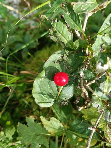 Lonicera alpigena, photograph 2