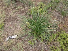 Trachyandra divaricata