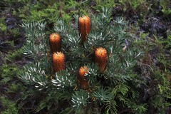 Banksia neoanglica