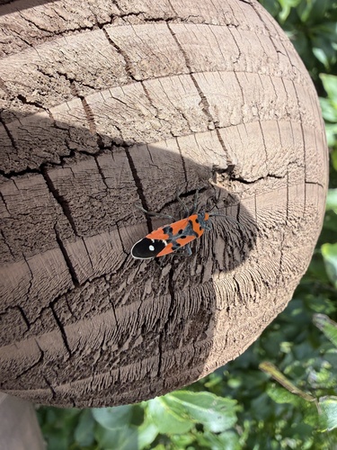 Black-and-Red Bug