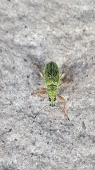 Polydrusus formosus