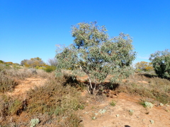 Eucalyptus coolabah, photograph (c) Em Lamond, some rights reserved (CC BY)