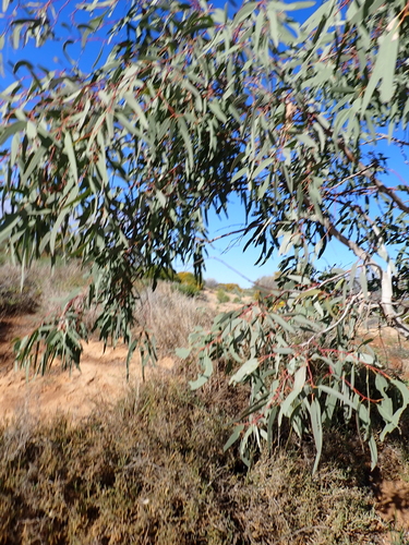 Eucalyptus coolabah, photograph 4