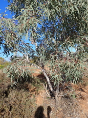 Eucalyptus coolabah, photograph (c) Em Lamond, some rights reserved (CC BY)