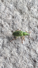 Polydrusus formosus