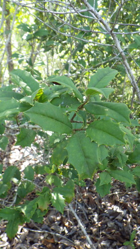 American holly